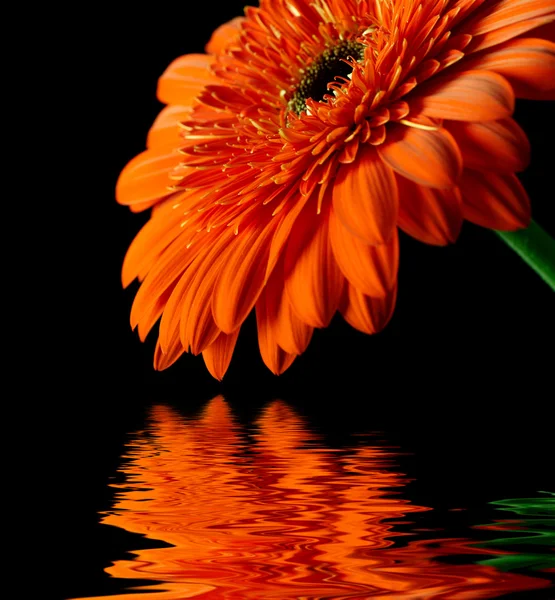 Marguerite-gerbera orange sur fond noir — Photo