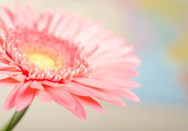 Close-up foto van roze daisy-gerbera — Stockfoto