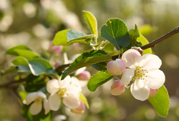 Wiosna Kwiaty jabłko — Zdjęcie stockowe