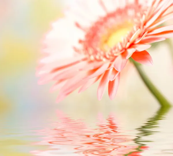 Pink daisy-gerbera with soft focus reflected in the water — Stock Photo, Image