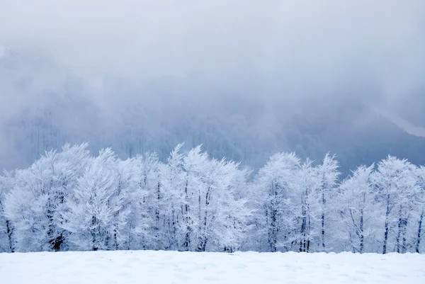 Winter trees — Stock Photo, Image