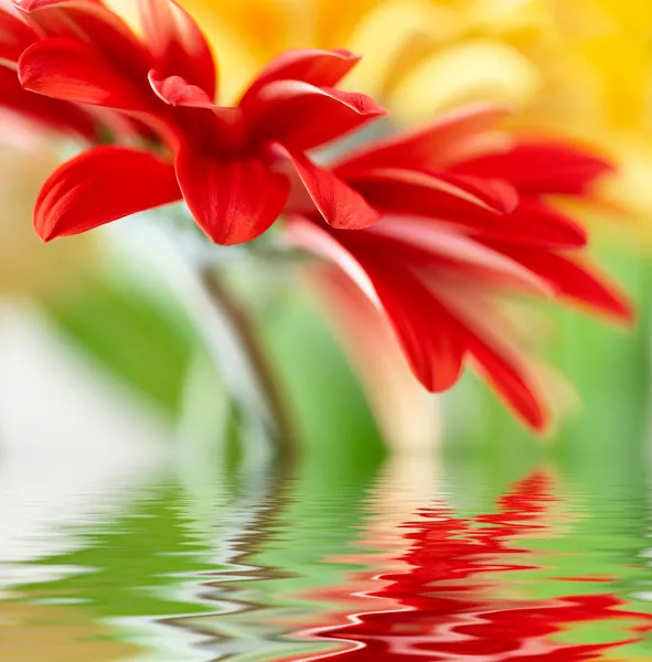 Marguerite-gerbera rouge avec foyer doux reflété dans l'eau — Photo