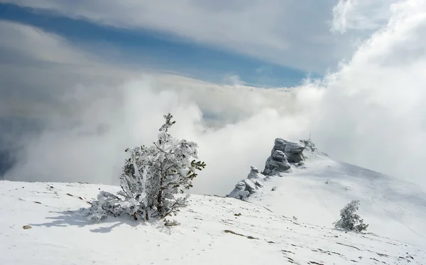 Winter tree — Stock Photo, Image