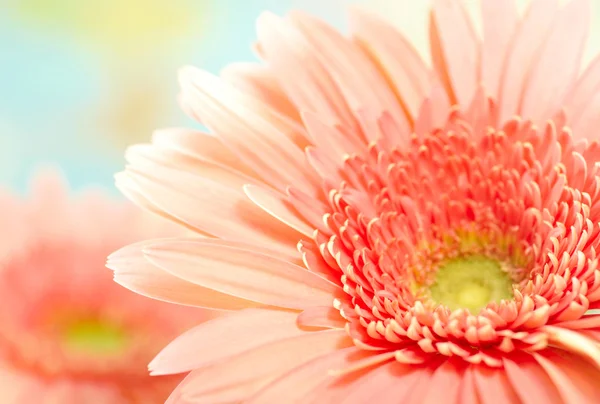 Foto de primer plano de margarita rosa-gerbera — Foto de Stock