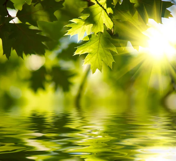 Green maple leaves reflecting in the water — Stock Photo, Image