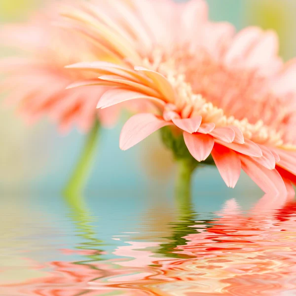 Marguerite-gerbera rose avec foyer doux reflété dans l'eau — Photo