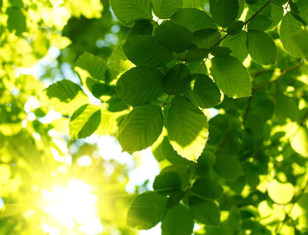 Hojas verdes con rayos solares — Foto de Stock