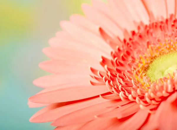Φωτογραφία closeup της Μαργαρίτα ροζ-λευκό λουλούδι — Φωτογραφία Αρχείου