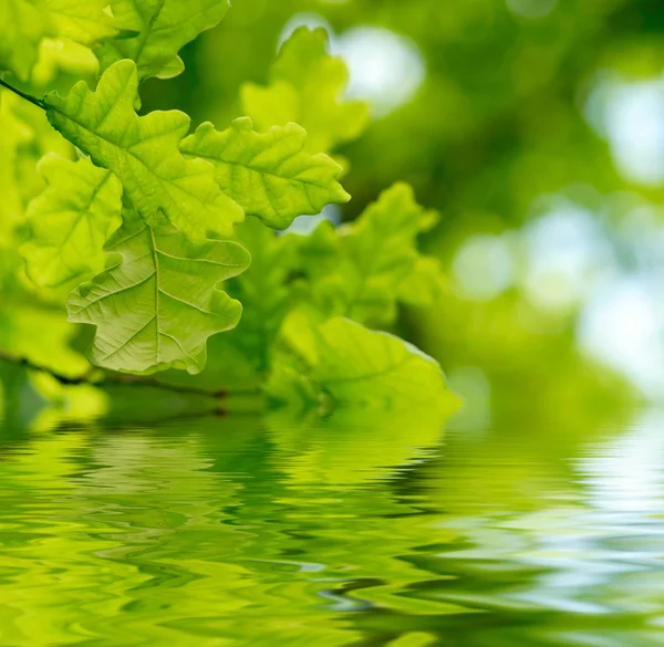 Gröna ekblad med solstråle — Stockfoto