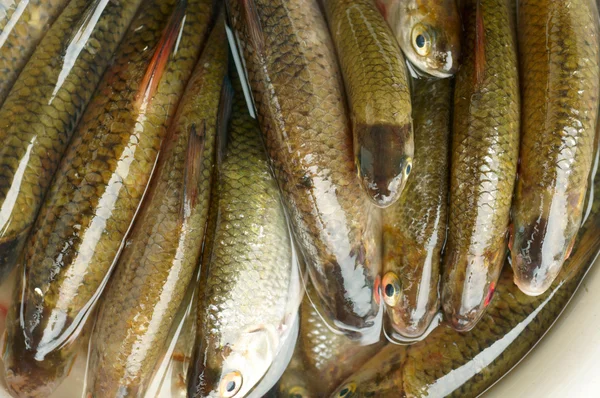 Pescado — Foto de Stock