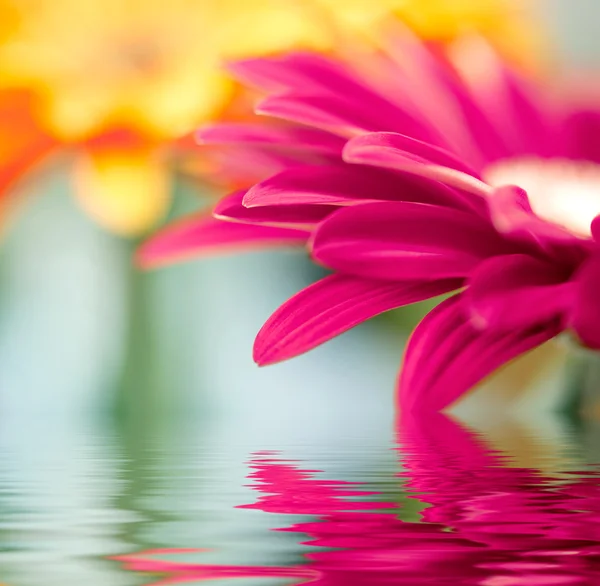 Closeup of pink daisy-gerbera with soft focus reflected in the water — Stock Photo, Image