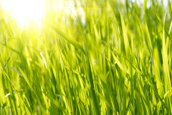 Pôr do sol de grama verde — Fotografia de Stock