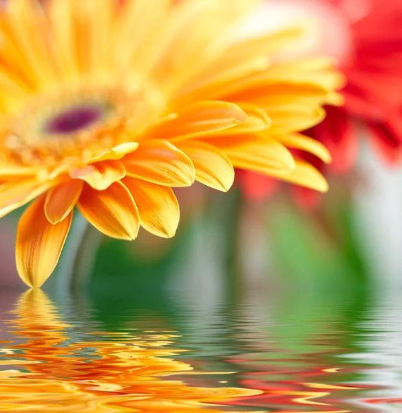 Closeup photo of yellow daisy-gerbera — Stock Photo, Image