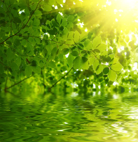 Feuilles vertes réfléchissant dans l'eau — Photo