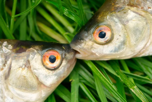 Рыба на зеленой траве — стоковое фото