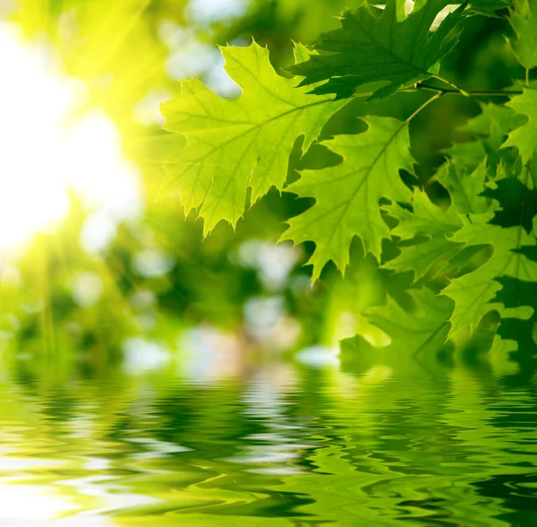Zelené listy, které jsou odrazem ve vodě — Stock fotografie