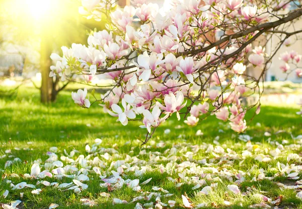 Magnolia tree — Stock Photo, Image