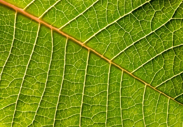 Close-up de folha verde — Fotografia de Stock