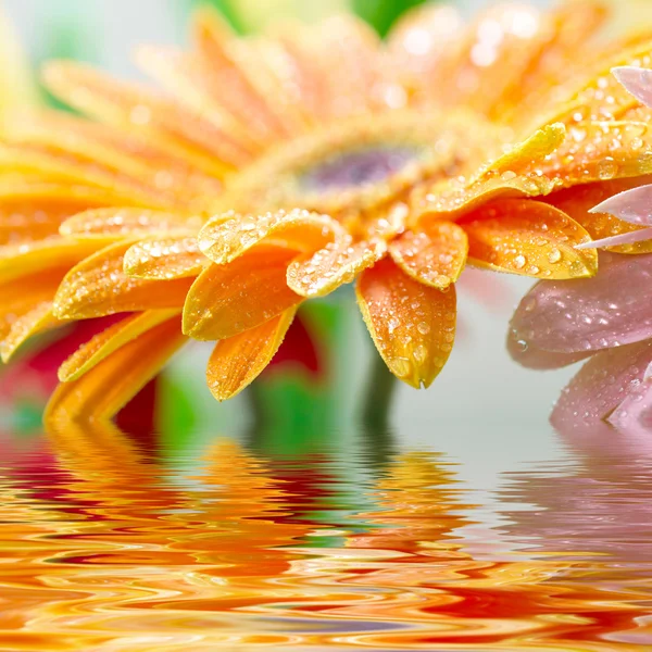 Close-up foto van gele daisy-gerbera — Stockfoto