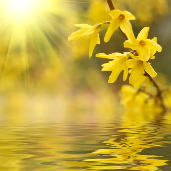 春の花、水に反映 — ストック写真