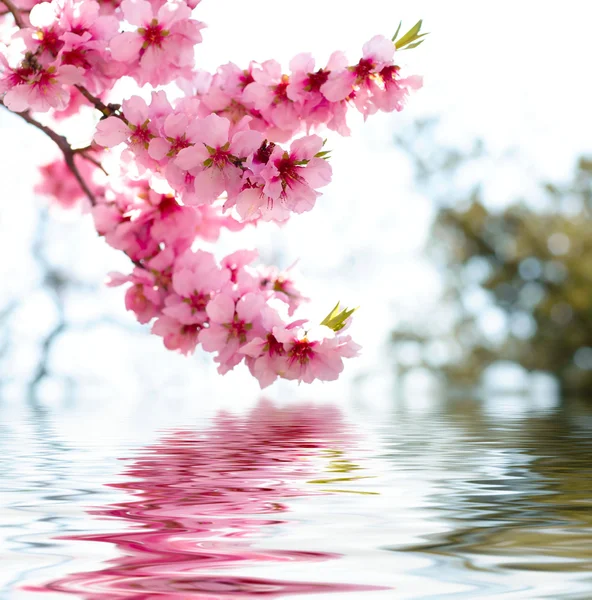 Flores de manzana de primavera — Foto de Stock