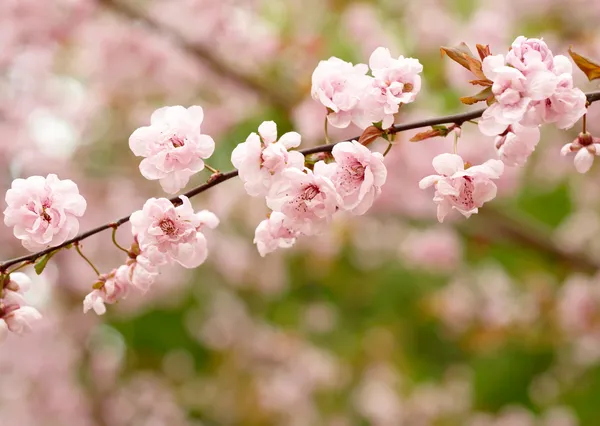 Voorjaarsbloemen — Stockfoto