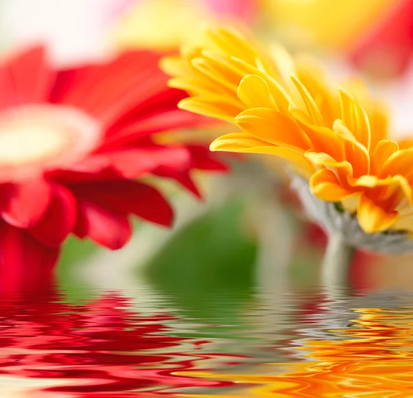 Foto primo piano di margherita-gerbera gialla — Foto Stock