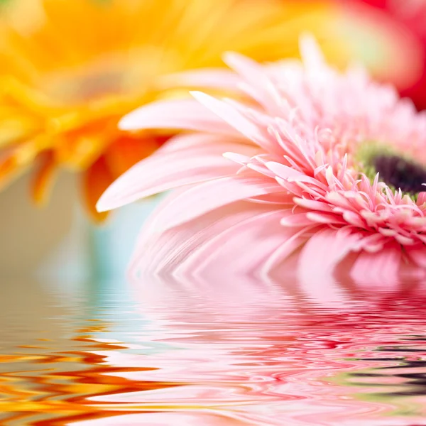 Närbild av pink daisy-gerbera med mjukt fokus återspeglas i vattnet — Stockfoto