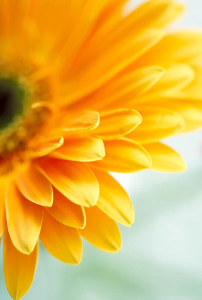Closeup fotografii žlutá gerbera sedmikrásky — Stock fotografie
