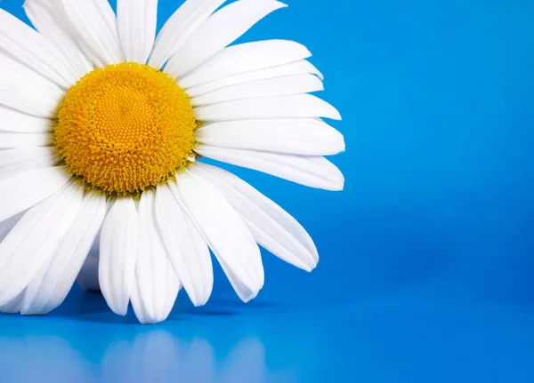 Margarita blanca sobre fondo azul —  Fotos de Stock