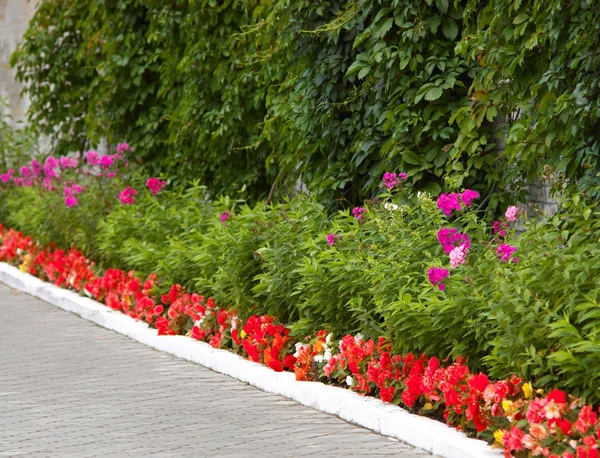 Hermoso callejón de flores — Foto de Stock