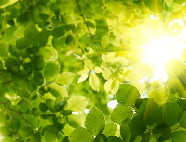 Gröna blad med solstråle — Stockfoto