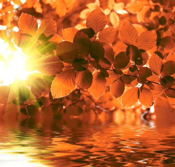 Rode herfstbladeren weerspiegeling in het water — Stockfoto