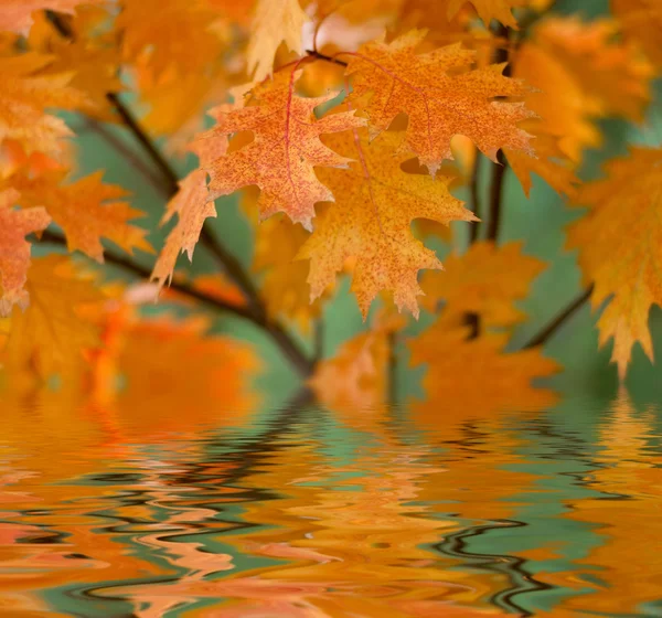 反映在水中的红色秋天的树叶 — 图库照片