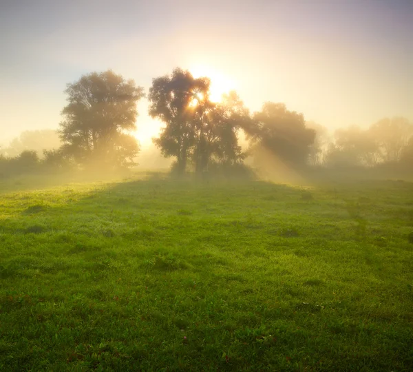 Foggy meadow at sunrise — Stock Photo, Image