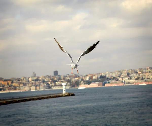 Gaivota voadora sobre bosphorus — Fotografia de Stock