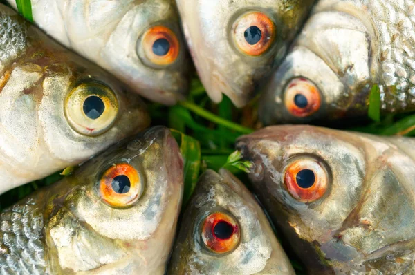 Fish on green grass — Stock Image Fish on green grass Royalty Free Stock Images
