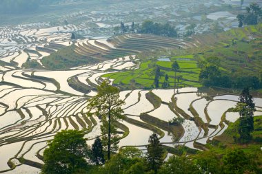 Rice terraces. Yunnan, China. clipart