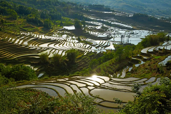 Pirinç terasları. Yunnan, Çin. — Stok fotoğraf