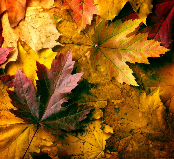 Herbstblätter — Stockfoto