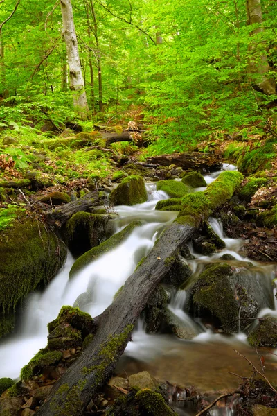 Mountain River w lesie — Zdjęcie stockowe