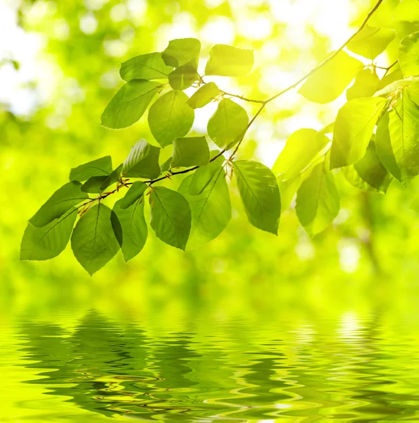Gröna blad bakgrund — Stockfoto