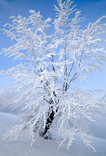 Winterboom — Stockfoto