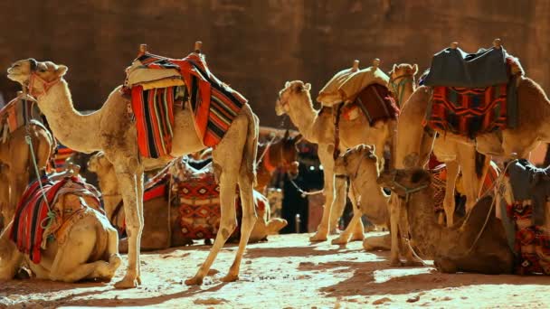 Caravana de camelo no deserto — Vídeo de Stock