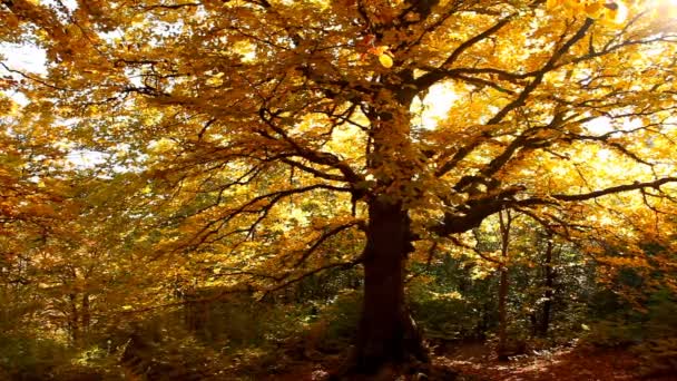 Herfstbomen in het park — Stockvideo