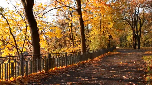 Podzimní park — Stock video