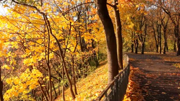 Parque de otoño — Vídeo de stock