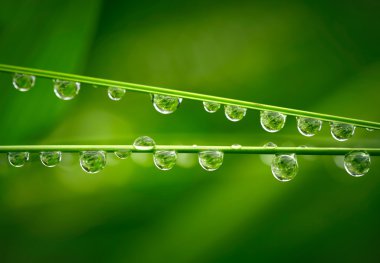 Water drops on the green grass clipart