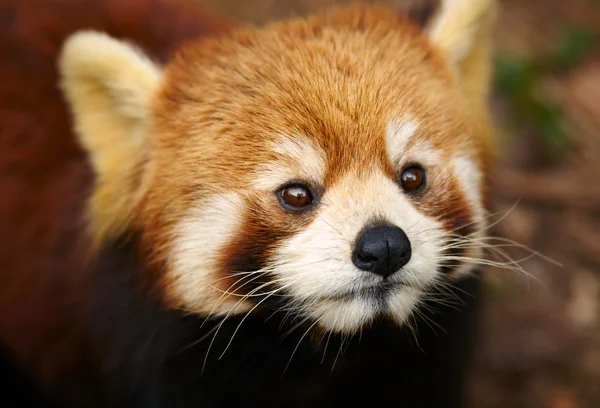 Красная панда, Firefox — стоковое фото