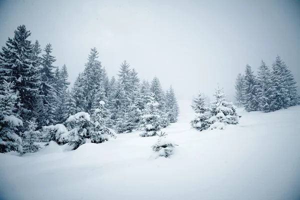 Snow covered fir trees — Stock Photo, Image